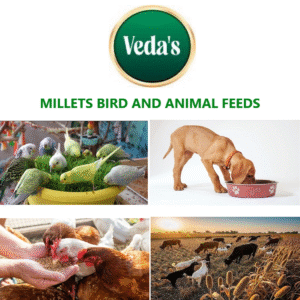 Millets Birds and Animal Feeds