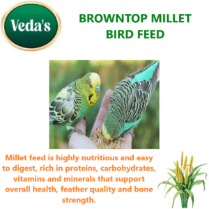 Browntop Millet Bird Feed