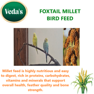 Foxtail Millet Bird Feed
