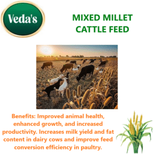 Millet Cattle Feed